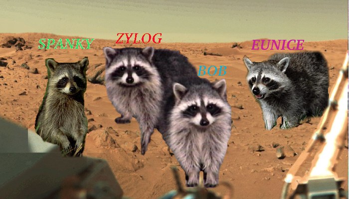 raccoons.jpg